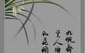 描写兰花形态的句子