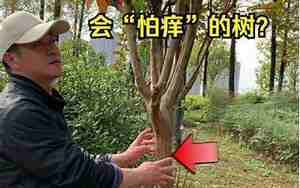 痒痒树