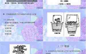 扦插花卉