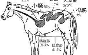 马是反刍动物吗
