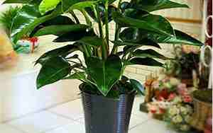 室内盆栽植物大全