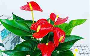 红掌花怎么养