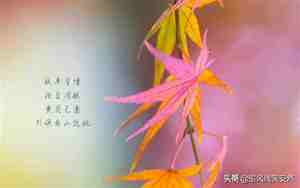 描写知道的句子