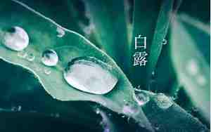 关于白露的唯美句子