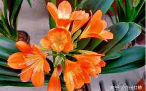 君子兰怎么才能开花
