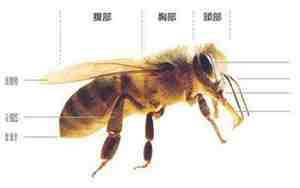 蜜蜂有几条腿