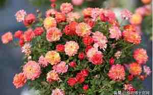 室内木本花卉