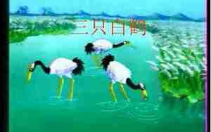 三只白鹤教案