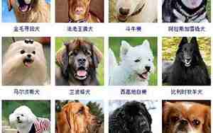 狗狗好听的叠词名字