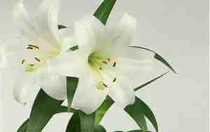 百合的花语