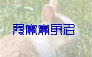 文姓兔宝宝名字2024