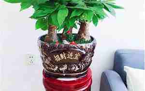 发财树冬天可以修剪吗
