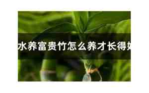 富贵竹怎么养才长得好
