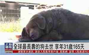 最长寿的狗