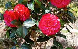 茶花好养活吗