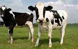 奶牛有公母之分吗