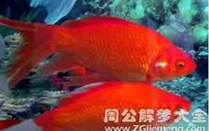 女人梦见鱼是什么征兆