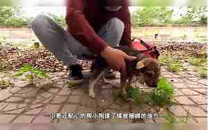 挽回男友靠喂狗援救