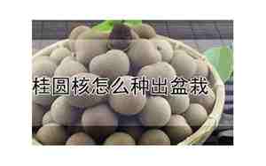 桂圆核怎么种出盆栽