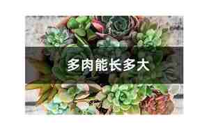 多肉能长多大