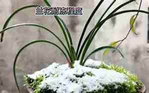 兰花耐寒吗