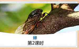 蝉教案