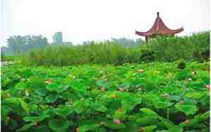 金湖有什么好玩的景点