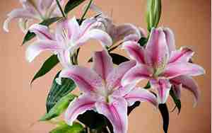 香水百合的花语