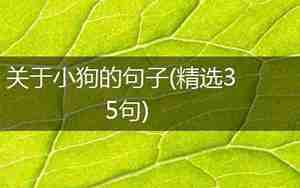 关于小狗的优美句子