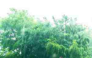 形容夏天的雨的句子