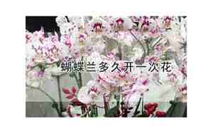 蝴蝶兰多久开一次花
