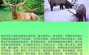 鹿和狼的句子