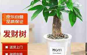 发财树怎么长的快