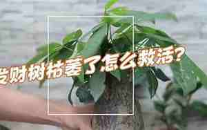 发财树枯萎了怎么救活