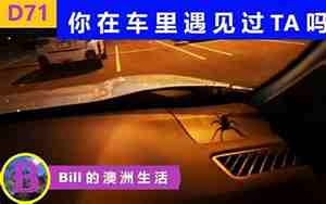 汽车里有蜘蛛怎么办