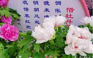 怎么赞美牡丹的句子