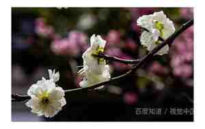 形容花开的时间句子