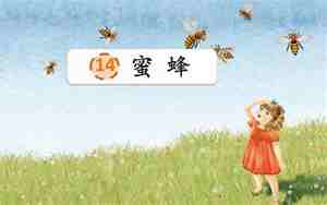 蜜蜂课文教案