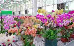 花卉养殖技术