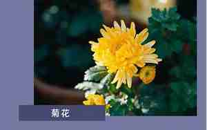 关于花开花谢的句子
