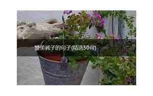 赞美裤子的优美句子