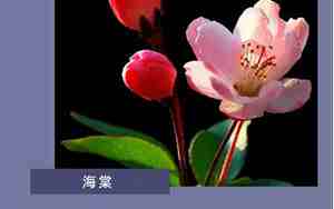 写有关花的句子有哪些