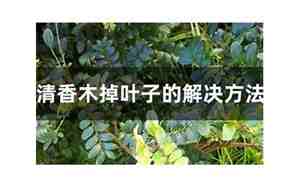 清香木掉叶子的解决方法
