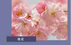 关于花的美丽的句子