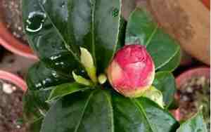 山茶花怎么养