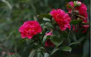山茶花花语
