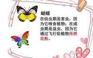 昆虫世界教案