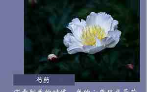 关于白色花的句子