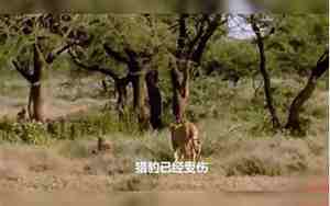 动物的最高级句子